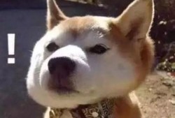 娱乐吃瓜君傻狗的日常,揭秘娱乐圈那些事儿