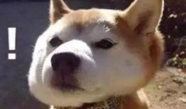 娱乐吃瓜君傻狗的日常,揭秘娱乐圈那些事儿