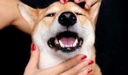 娱乐吃瓜君傻狗的日常,揭秘娱乐圈那些事儿