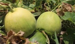 爱娱乐吃瓜,揭秘娱乐圈那些事儿