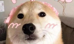 娱乐吃瓜君傻狗的日常,揭秘娱乐圈那些事儿