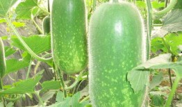 娱乐吃瓜酱小冬瓜,揭秘娱乐圈那些不为人知的幕后故事