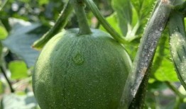 娱乐吃瓜的封面怎么做的,创意与技巧的完美融合