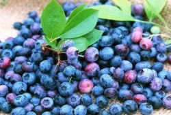 娱乐吃瓜酱蓝莓,吃瓜酱带你领略明星幕后故事