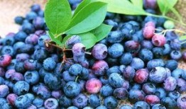 娱乐吃瓜酱蓝莓,吃瓜酱带你领略明星幕后故事